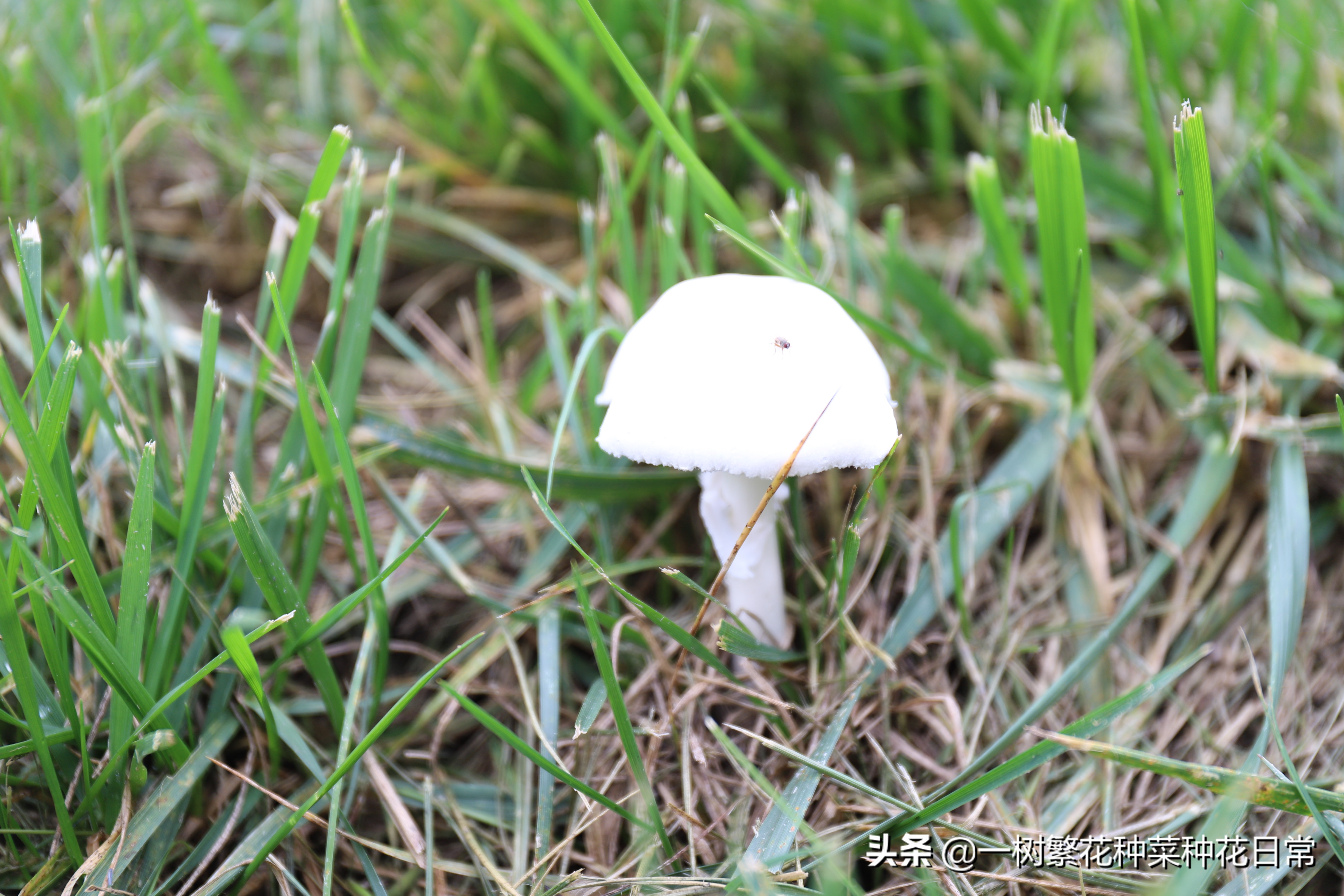 为了家人健康该怎么做,家养花卉如何防治病虫害小妙招