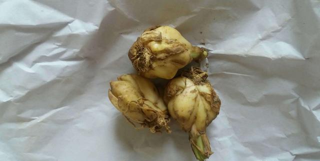 百合败了叶子全掉了怎么重新开花,百合球开完花怎么处理