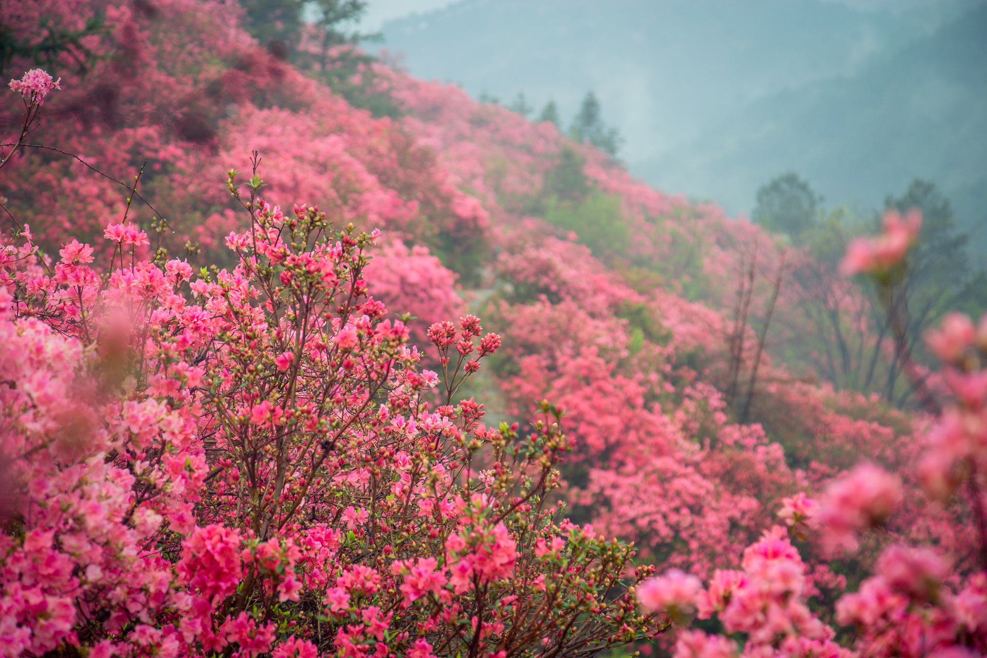 云雾山万亩红杜鹃,云雾山万亩映山红