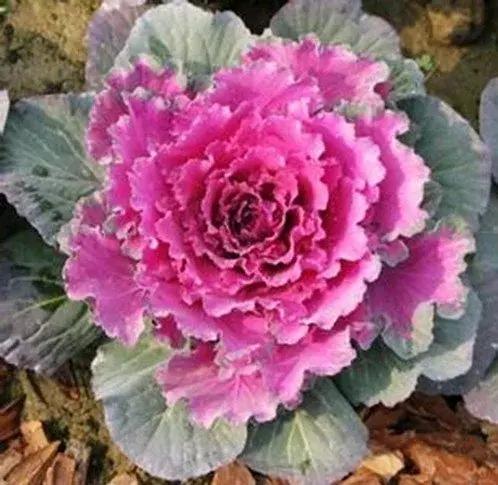 叶牡丹羽衣甘蓝,多头叶牡丹羽衣甘蓝