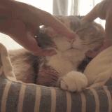 懒人最新逗猫技巧，让小猫玩的根本停不下来