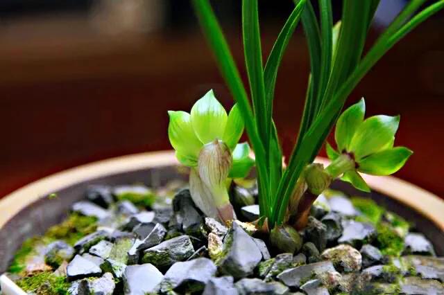 春兰天彭牡丹香味好吗,春兰天彭牡丹兰花简介