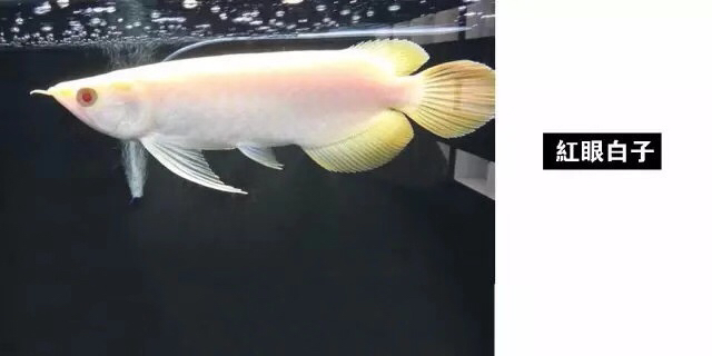 龙鱼混养品种推荐,龙鱼品种大全