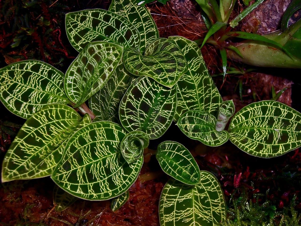 绿翡翠宝石兰植物,宝石兰植物