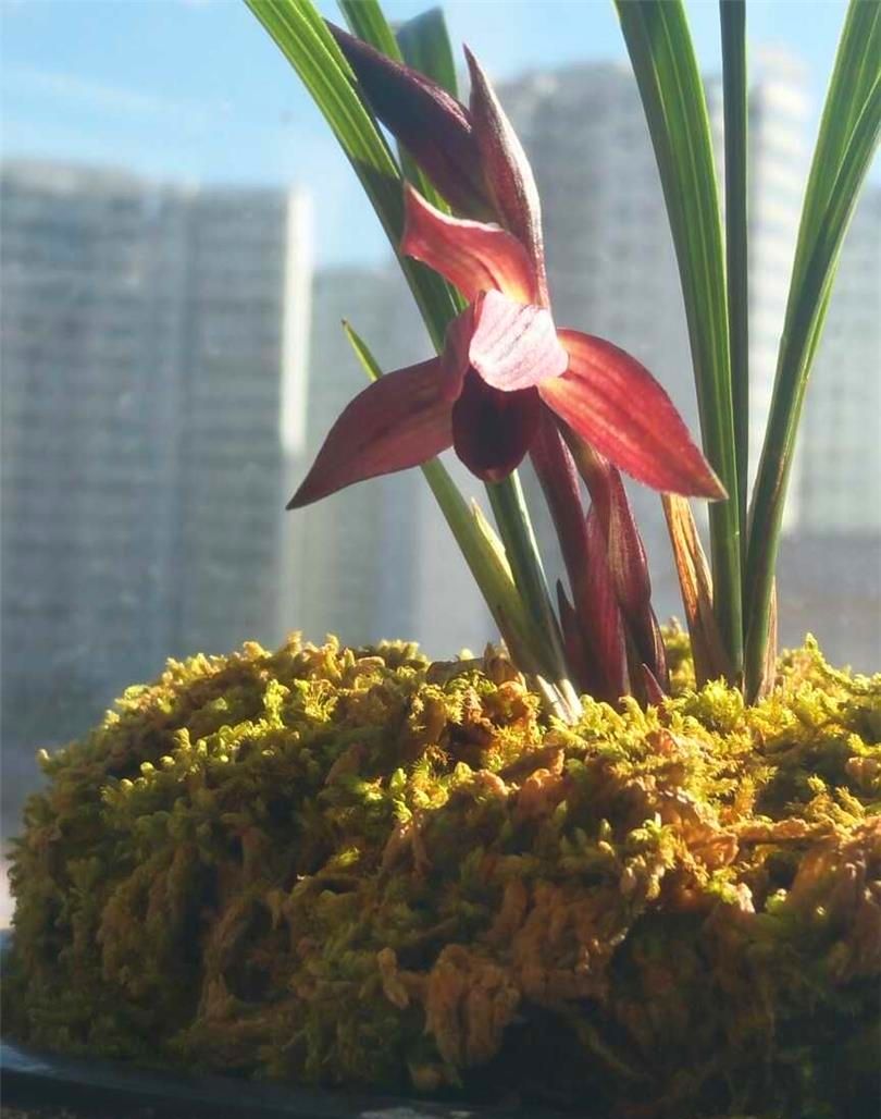 云南腾冲高黎贡山兰花,高黎贡山上的兰花