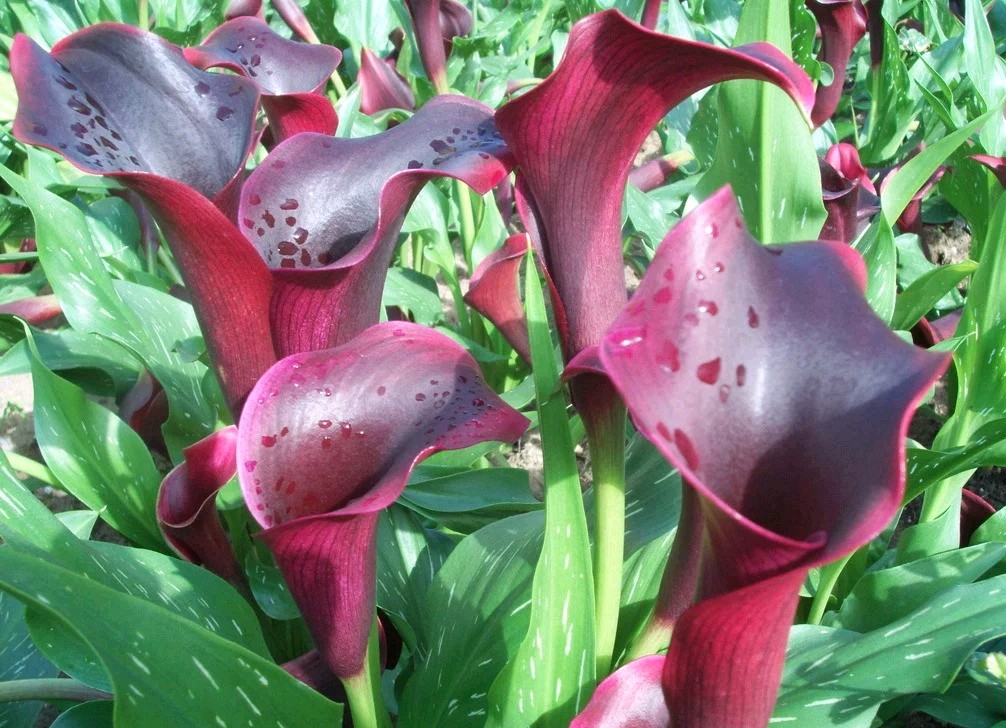 马蹄莲要醒花吗,马蹄莲一年开一次花