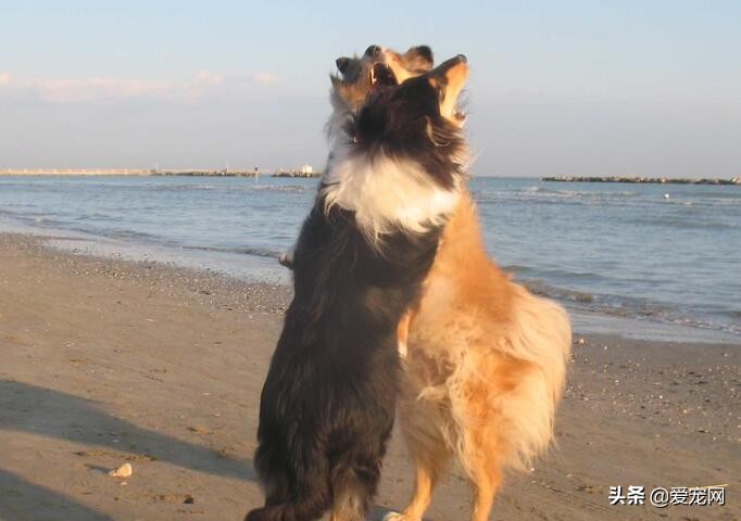 大狗呼吸急促怎么让它正常,狗狗对其他狗很警惕怎么办