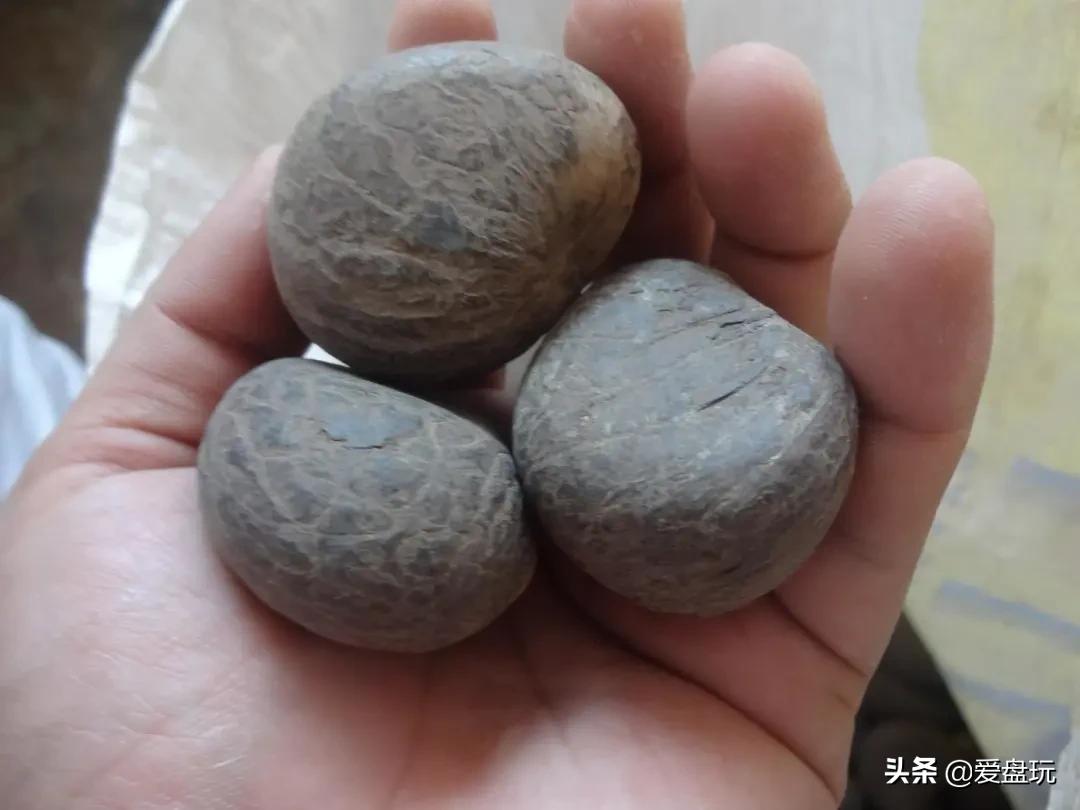 星月菩提没有星的是什么品种,星月菩提只有星没有月