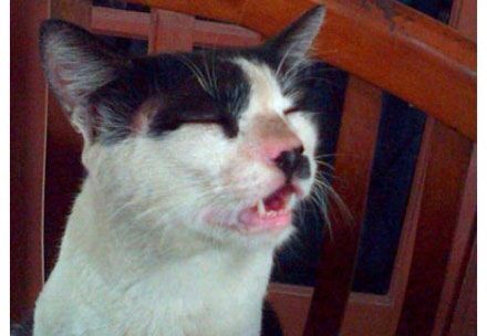 猫咪打喷嚏感冒怎么办？猫咪打喷嚏不断