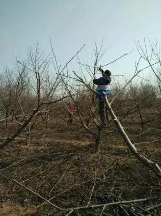 樱桃树的栽培和管理,樱桃树全年管理详细讲解