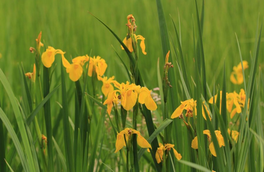 10种最毒花卉,20种大毒花