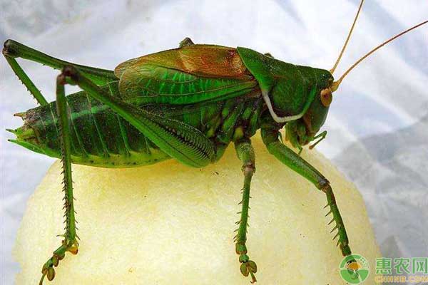 低成本养殖业什么最赚钱农村,在农村养殖什么赚钱快成本低点