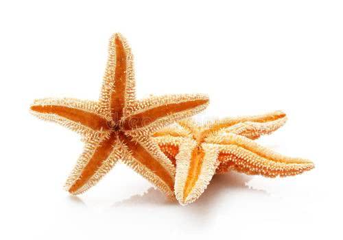 为什么地球上大部分生物都是有性繁殖的，无性繁殖为什么很少？