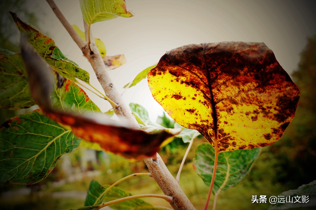 索尼黑卡二怎么拍,索尼黑卡2大光圈拍视频