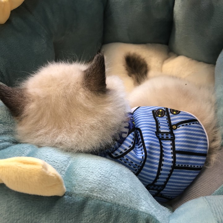 猫回家不吃不喝拉稀怎么回事,猫回家不应激