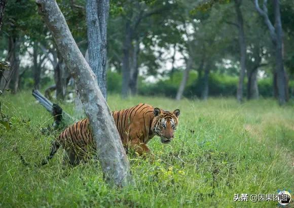 虎王拉贾孩子,虎王拉贾儿子怎么死的