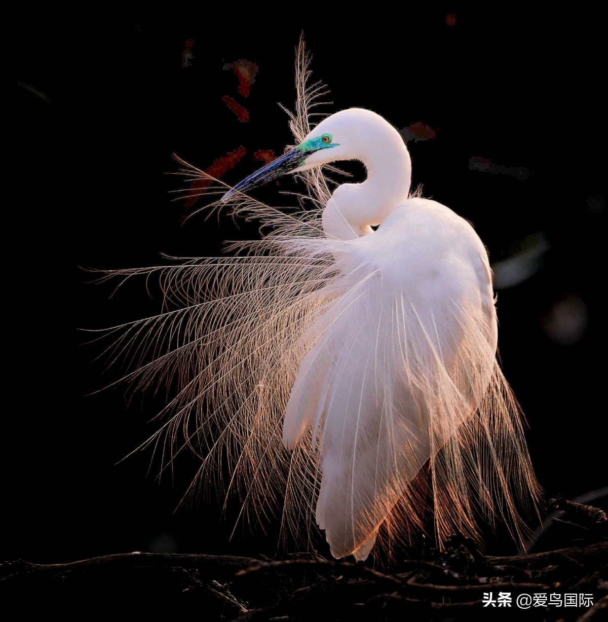 观鸟大年,观鸟大年免费