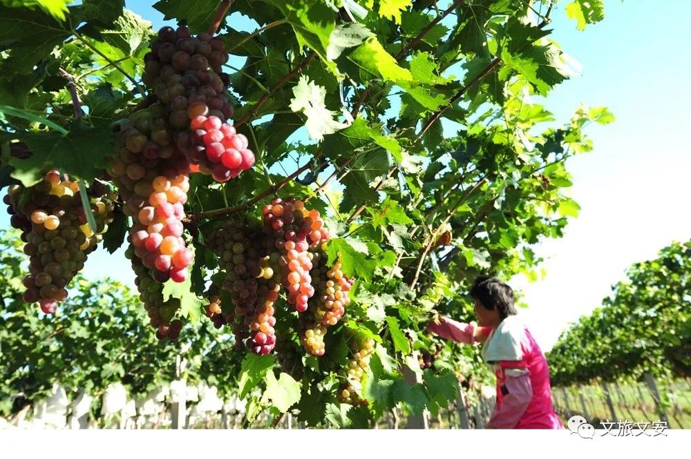 河北文安鲁能生态城,鲁能生态园文安宣传片