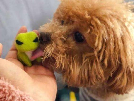 泰迪犬一直舔自己的脚是什么情况,泰迪犬喜欢舔人的手是怎么回事
