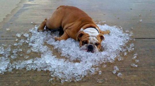 天气热狗狗会发抖吗,天气热狗狗会食欲下降没精神