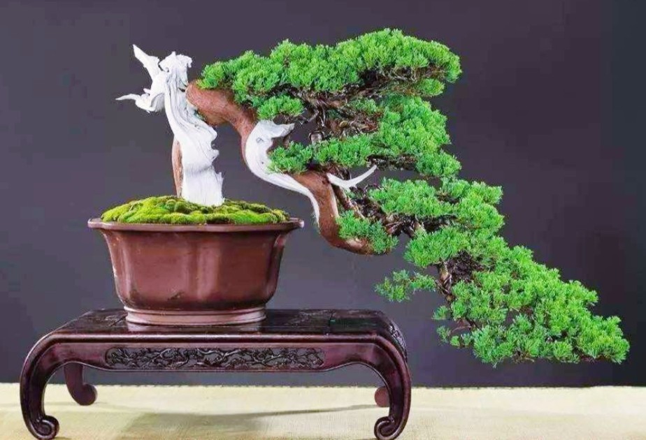 柏树桩盆景的造型,柏树舍利杆与枝条怎么完美过渡