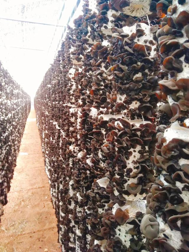 “菌”临天下之丽水市云和黑木耳