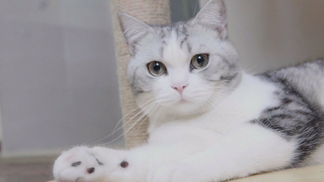 皇家猫粮是国产品牌还是进口品牌,国产猫粮进口猫粮