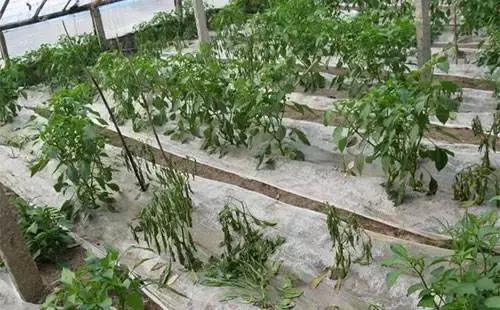 番茄青枯病萎蔫,青枯病和立枯病萎蔫的症状