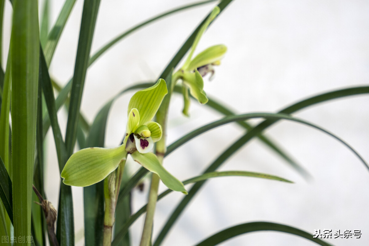 新栽的兰花为什么干尖,兰花干叶子尖用什么治疗
