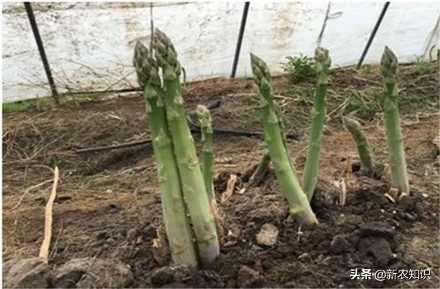 芦笋栽培技术图解,芦笋拱棚种植技术视频