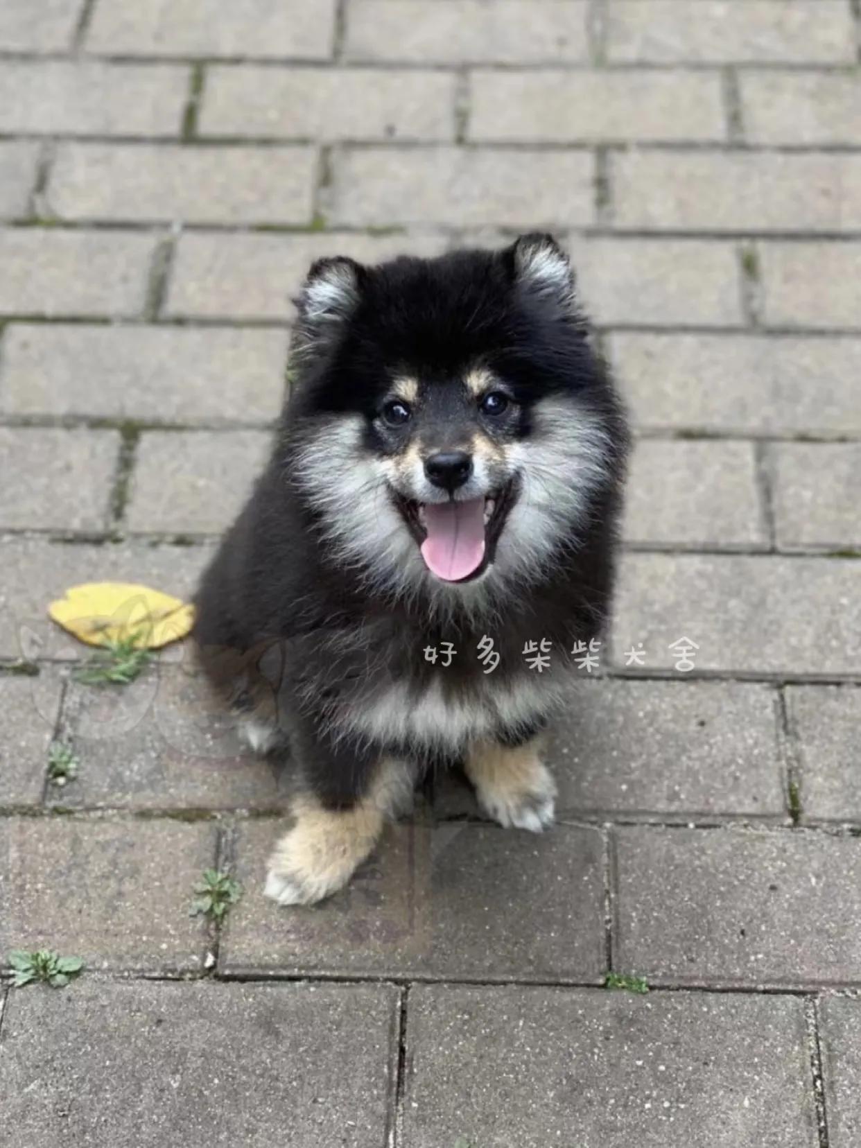 长毛柴是赤柴吗,长毛柴犬和短毛柴犬的区别