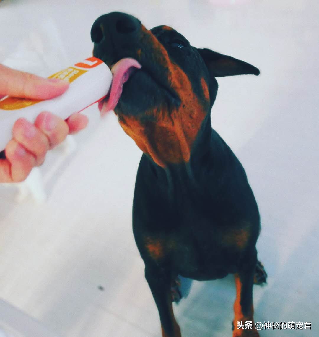 reddog猫咪化毛膏,reddog红狗化毛膏