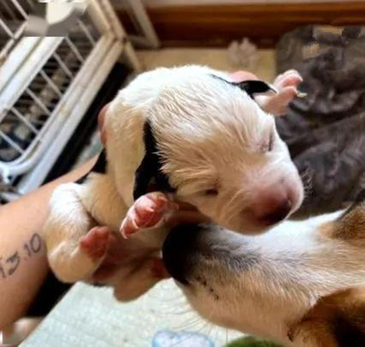 女子发现柯基肚子大了，才意识到被斑点狗祸祸了：友情升级爱情？