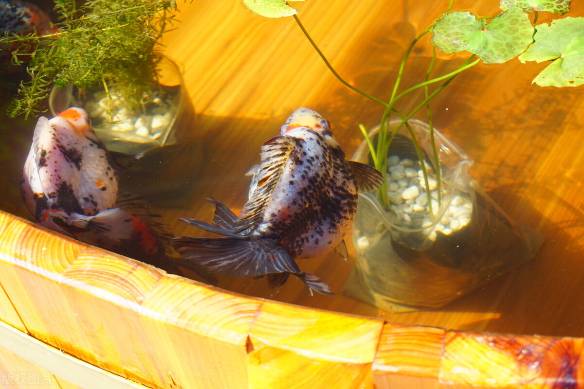 自己养的金鱼捞出来放到河里,为什么钓回来的金鱼自来水养不活