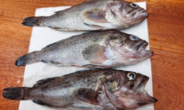 炖鱼放哪些调料去腥好吃,炖鱼怎样才能好吃去腥用什么料