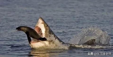 盘点人类被蜜蜂蜇,被蜜蜂蛰了拥有超能力