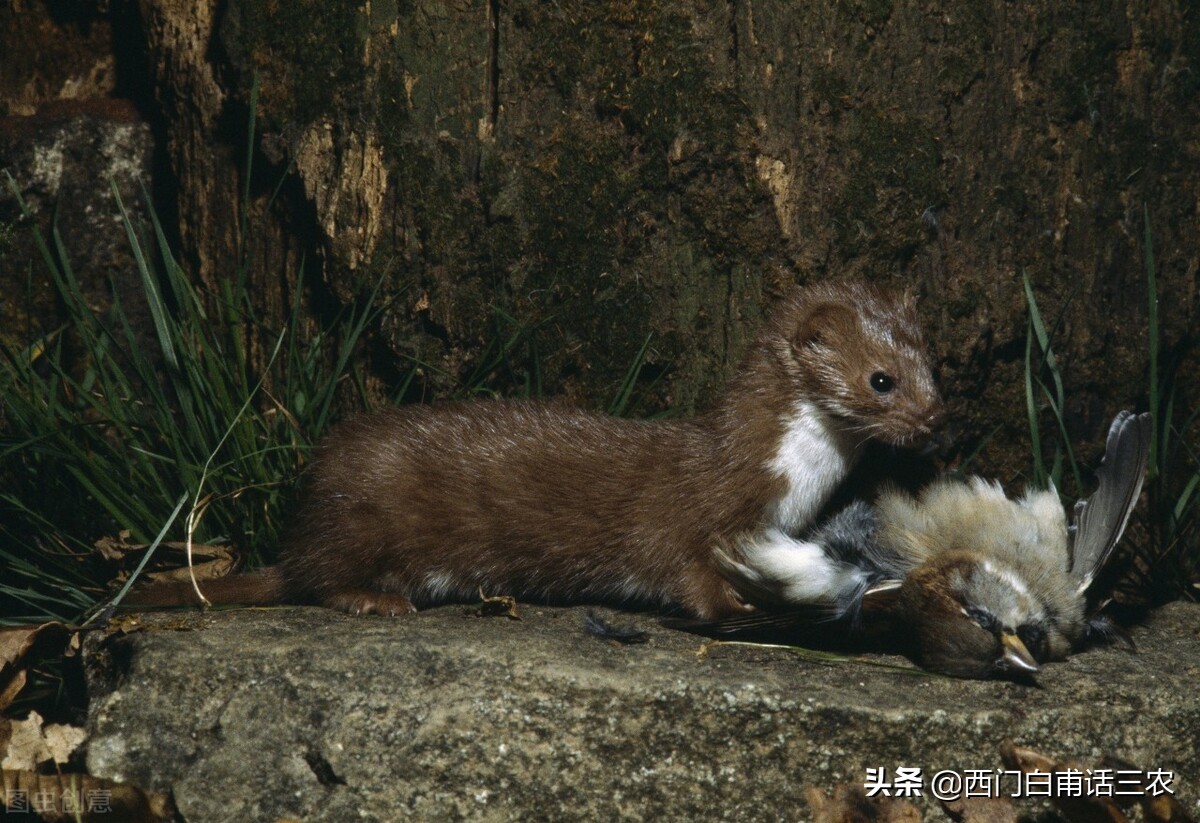 黄鼠狼为什么不能给鸡拜年,黄鼠狼是怎样给鸡拜年的