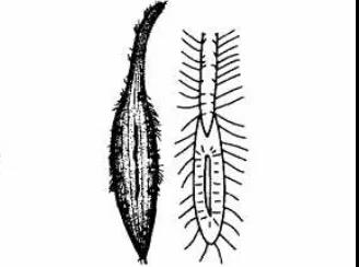 污泥镜检操作方法,污泥检测项目及标准有哪些呢