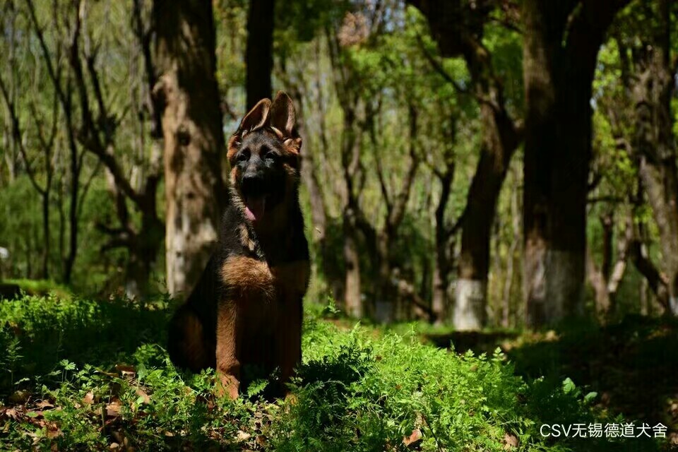 德国牧羊犬图片霸气大全集,德国牧羊犬图片精品