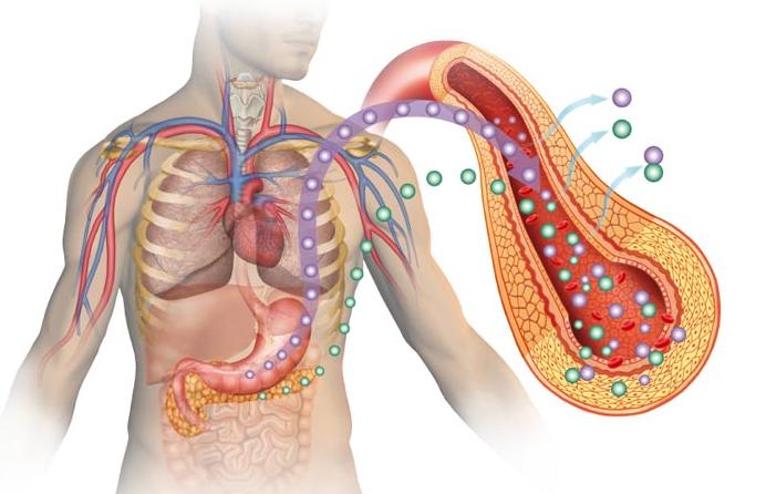 肥胖胰岛素浓度高的原因,皮质醇高与胰岛素抵抗有关系吗