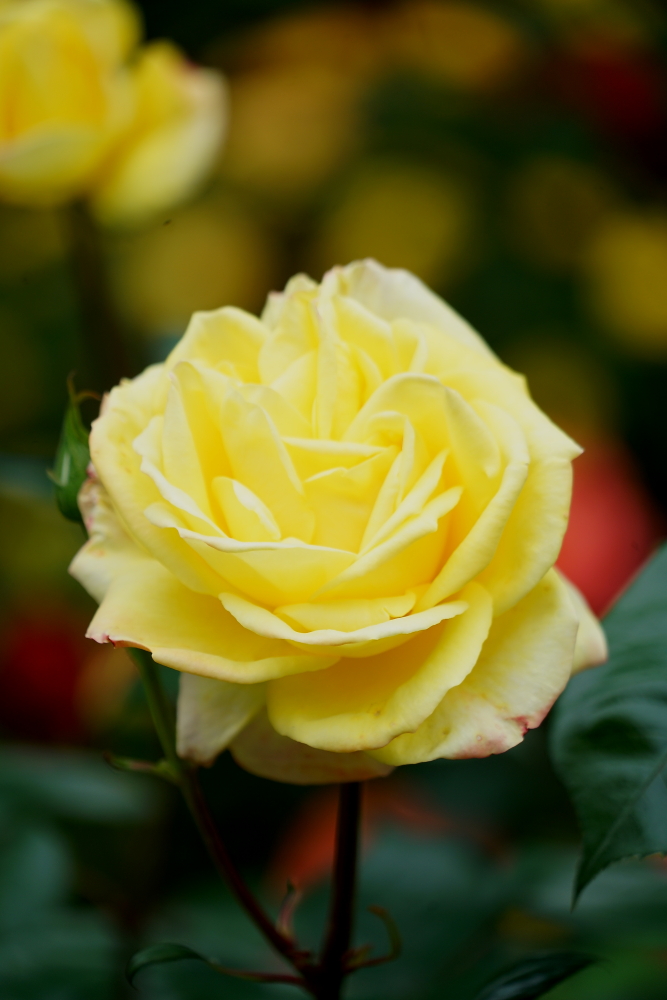 蜗牛与黄鹂鸟口琴,女生吹奏口琴蜗牛与黄鹂鸟