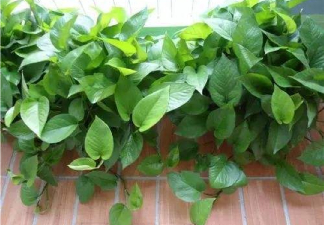 绿萝怎么养才能养得枝叶繁茂,绿萝怎么养得旺盛家庭小妙招