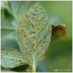 蓝莓枝枯病害图片大全,蓝莓果都有哪些病害