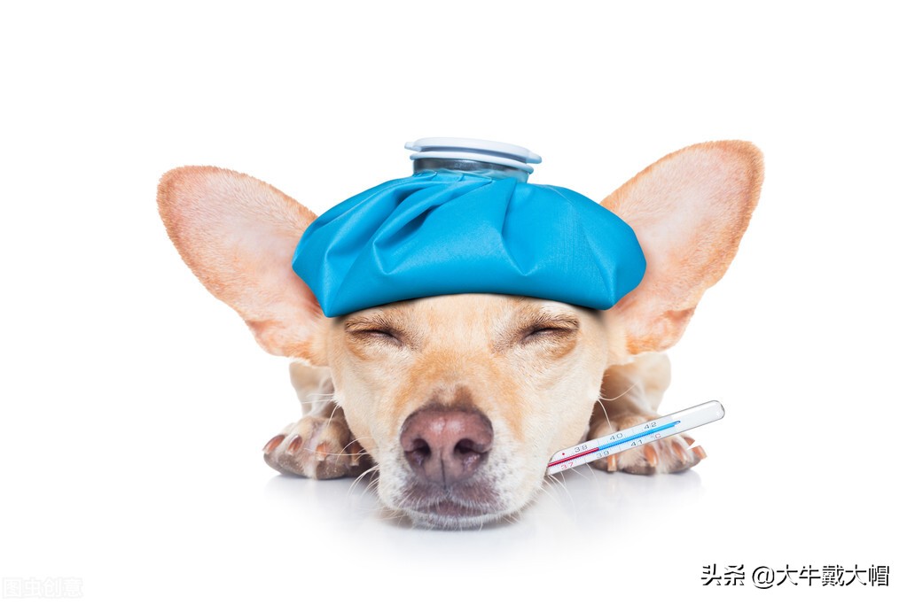 小狗吐白沫抽搐发抖用什么药好,小狗突然抽搐并口吐白沫什么原因