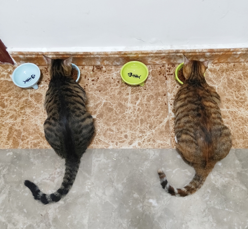 养了一对猫兄妹怎么办,养兄妹猫好不好