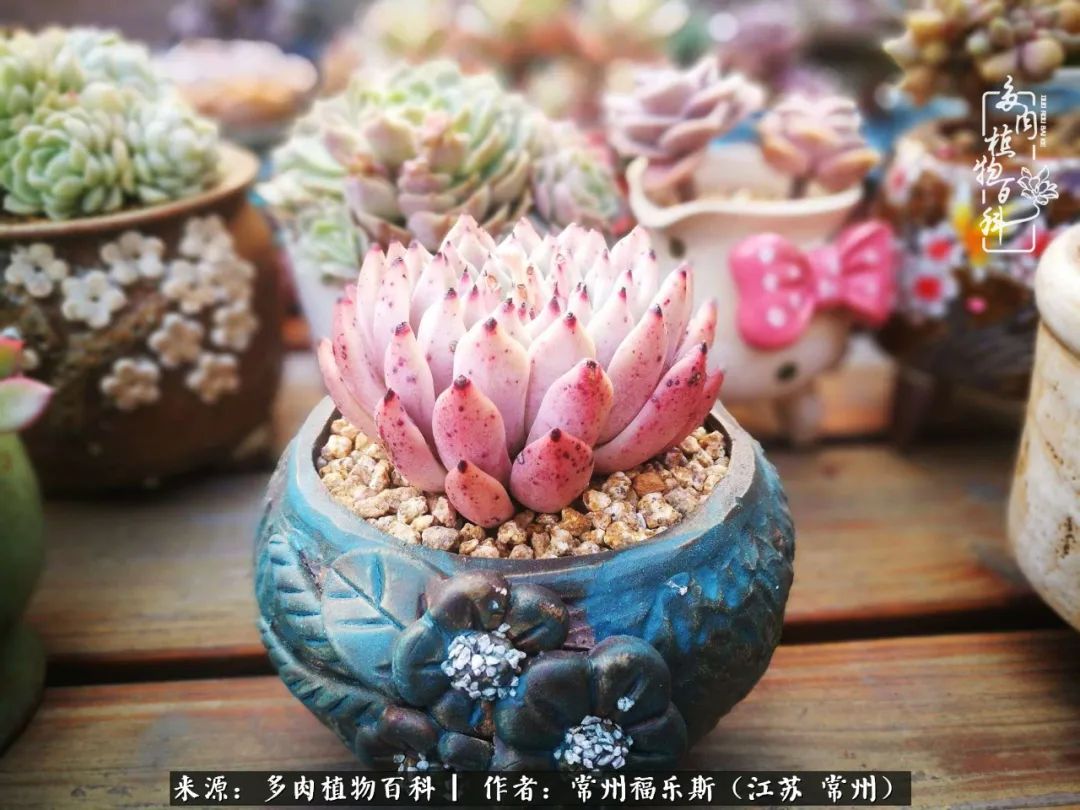 多肉是一处景物吗,多肉也有一道靓丽的风景