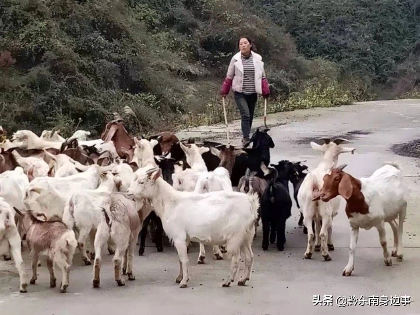 纸房这对“羊倌夫妻”身居绿水青山垒起金山银山
