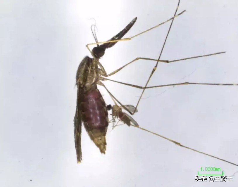 自然科普动物世界,昆虫里的小蚊子哪些会吸人的血