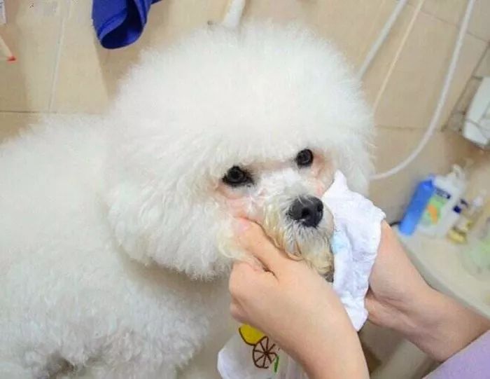 猫狗泪痕直接影响颜值，铲屎官应找到溢泪原因，先治病后去痕！