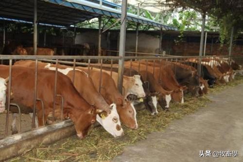 肉牛养殖肉牛保健与常见疾病防治,肉牛疾病诊断治疗方案